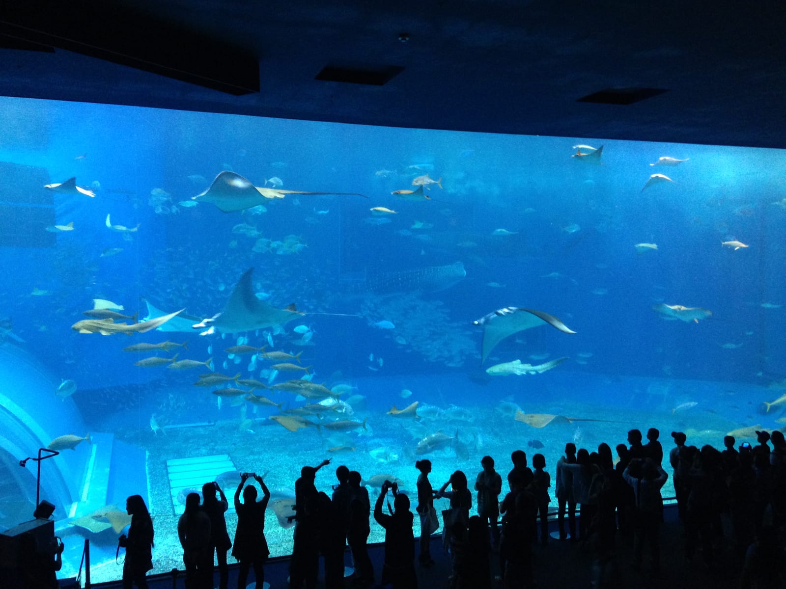 沖繩美麗海水族館黑潮之海大型水槽