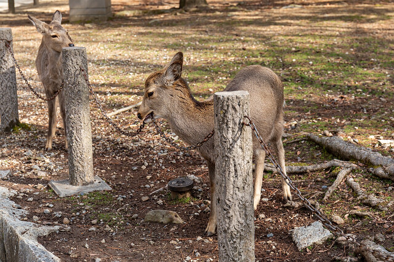 Deer in Nara Park